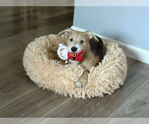 Mutt Dogs for adoption in pomfret, CT, USA