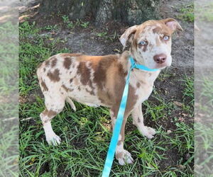Bulldog-Unknown Mix Dogs for adoption in Tarrytown, GA, USA