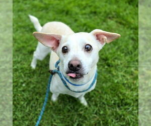 Chihuahua-Unknown Mix Dogs for adoption in Long Beach, CA, USA