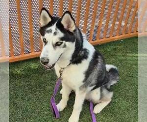 Huskies -Unknown Mix Dogs for adoption in Las Vegas, NV, USA