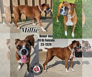 Boxer Dogs for adoption in Georgetown, KY, USA