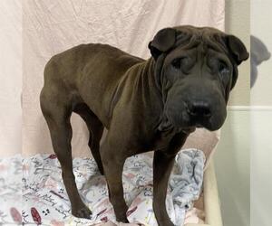 Chinese Shar-Pei Dogs for adoption in Modesto, CA, USA
