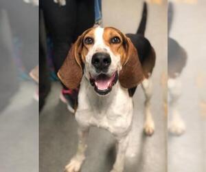 Treeing Walker Coonhound Dogs for adoption in Richmond, IN, USA