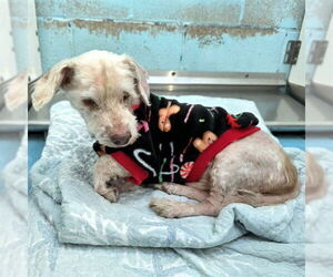 Poodle (Miniature) Dogs for adoption in Long Beach, CA, USA