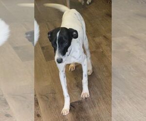 Dalmatian-Unknown Mix Dogs for adoption in Carrollton, TX, USA