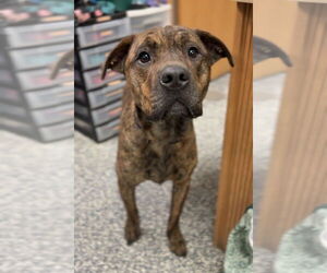 Mutt Dogs for adoption in Bemidji, MN, USA