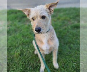 Airedale Terrier-German Shepherd Dog Mix Dogs for adoption in Long Beach, CA, USA