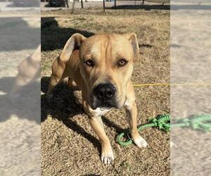 Mutt Dogs for adoption in Temple, TX, USA