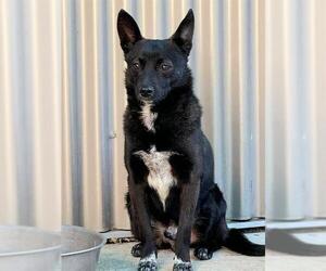 Schipperke-Unknown Mix Dogs for adoption in Sacramento, CA, USA