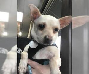 Chihuahua-Unknown Mix Dogs for adoption in Dallas, TX, USA