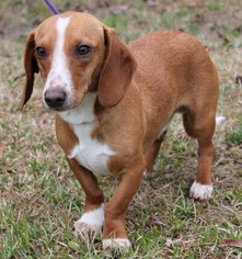 Dachshund Dogs for adoption in Prattville, AL, USA
