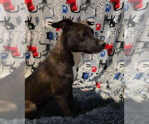 Mutt Dogs for adoption in Oakhurst, NJ, USA