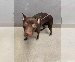 American Pit Bull Terrier-Unknown Mix Dogs for adoption in Las Vegas, NV, USA