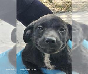 Mutt Dogs for adoption in San Antonio, TX, USA