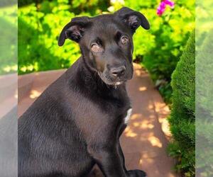 Labrador Retriever-Unknown Mix Dogs for adoption in San Diego, CA, USA