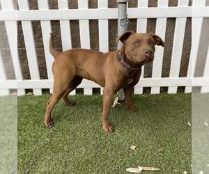 American Pit Bull Terrier-Labrador Retriever Mix Dogs for adoption in Modesto, CA, USA