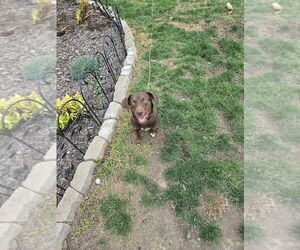 Labrador Retriever-Unknown Mix Dogs for adoption in Springdale, PA, USA