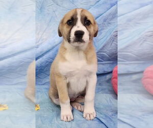 Labsky Dogs for adoption in Wetumpka, AL, USA