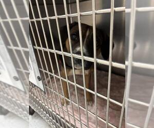 Black Mouth Cur-Unknown Mix Dogs for adoption in Oklahoma City, OK, USA