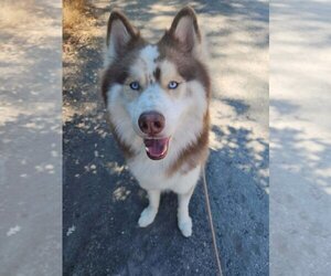 Siberian Husky-Unknown Mix Dogs for adoption in Oakdale, CA, USA
