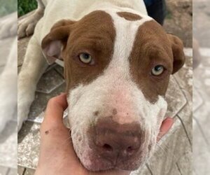 American Staffordshire Terrier-Unknown Mix Dogs for adoption in Tracy City, TN, USA