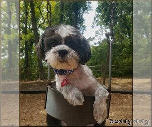 Lhasa Apso Dogs for adoption in Greenville, SC, USA