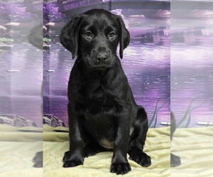 Labrador Retriever-Unknown Mix Dogs for adoption in Lakewood, CO, USA