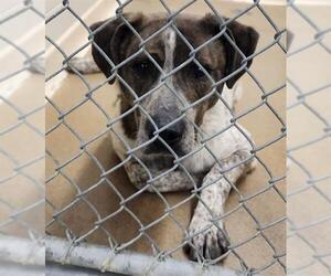 Mutt Dogs for adoption in Anchorage, AK, USA