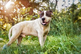 Medium Photo #1 American Pit Bull Terrier-Unknown Mix Puppy For Sale in Eden Prairie, MN, USA