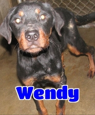 Rottweiler Dogs for adoption in Lawrenceburg, KY, USA