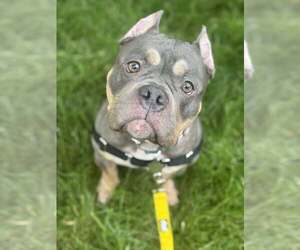 American Pit Bull Terrier Dogs for adoption in Rockville, MD, USA