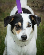 Jack Russell Terrier Dogs for adoption in Cheyenne, WY, USA