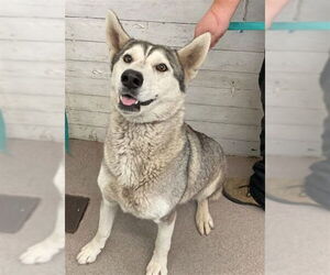 Siberian Husky Dogs for adoption in San Bernardino, CA, USA
