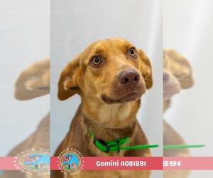 German Shepherd Dog Dogs for adoption in Mobile, AL, USA