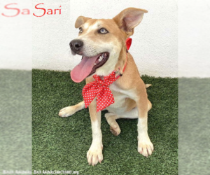 Labrador Retriever-Unknown Mix Dogs for adoption in San Diego, CA, USA