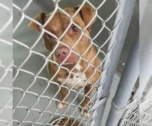 American Pit Bull Terrier Dogs for adoption in Galax, VA, USA