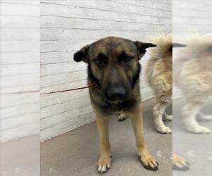 German Shepherd Dog Dogs for adoption in San Bernardino, CA, USA