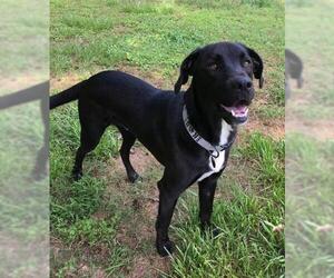 Great Dane-Labrador Retriever Mix Dogs for adoption in Greenville, SC, USA