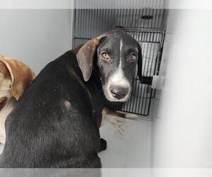 Huskies -Unknown Mix Dogs for adoption in Houston, TX, USA