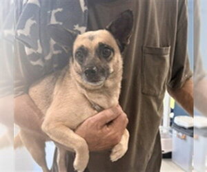 Chihuahua Dogs for adoption in Temple, TX, USA