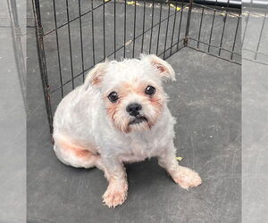 Maltese-Unknown Mix Dogs for adoption in Wheaton, IL, USA