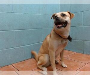 Pug-Unknown Mix Dogs for adoption in Downey, CA, USA