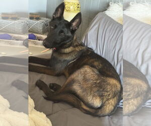Mutt Dogs for adoption in Stevens Point, WI, USA