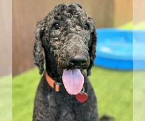 Poodle (Standard) Dogs for adoption in San Diego, CA, USA