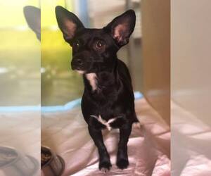 Chihuahua Dogs for adoption in Phoenix , AZ, USA