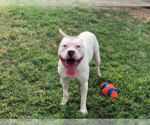 Dogo Argentino Dogs for adoption in Sugar Land, TX, USA
