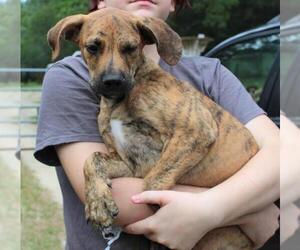 Labrador Retriever-Plott Hound Mix Dogs for adoption in Danbury, CT, USA