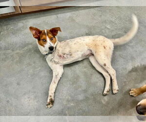 Australian Kelpie-Australian Shepherd Mix Dogs for adoption in Salt Lake City, UT, USA