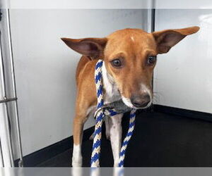 Chihuahua-Unknown Mix Dogs for adoption in Bakersfield, CA, USA