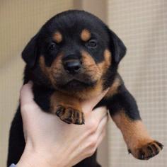 Bluetick Coonhound Dogs for adoption in Freeport, FL, USA